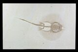 Rare, Fossil Stingray (Heliobatis) - Wyoming #95973-1